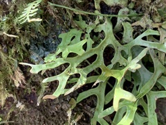 Lobariaceae