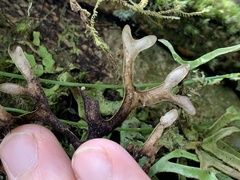 Lobariaceae