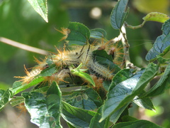 Hemileucinae