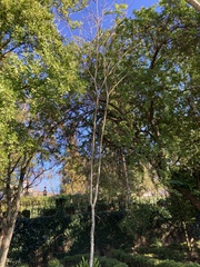 Homalanthus populneus