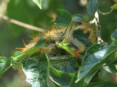 Hemileucinae