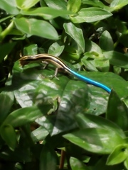 Emoia caeruleocauda