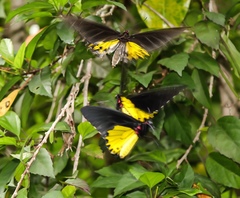 Troides helena cerberus