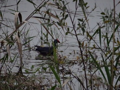 Porphyrio porphyrio