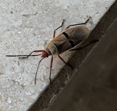 Dysdercus bimaculatus