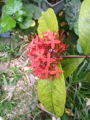 Ixora coccinea
