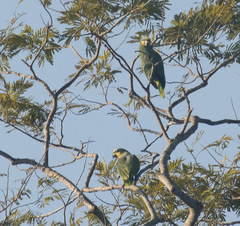 Amazona amazonica