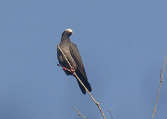 Patagioenas leucocephala