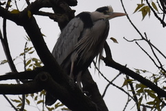 Ardea cinerea
