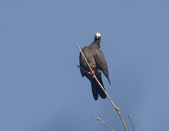 Patagioenas leucocephala