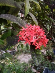 Ixora coccinea
