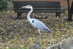 Ardea cinerea