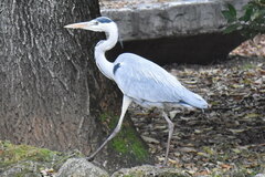 Ardea cinerea