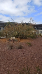 Parkinsonia aculeata