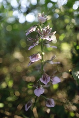 Eulophia guineensis image