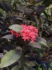 Ixora coccinea