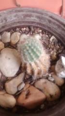 Echinopsis