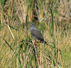 Rostrhamus sociabilis plumbeus