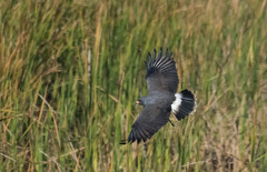 Rostrhamus sociabilis plumbeus