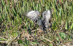 Rostrhamus sociabilis plumbeus