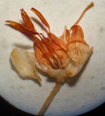 Erica penicilliformis