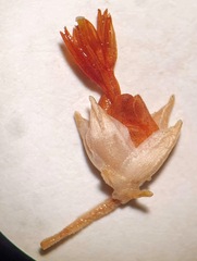 Erica penicilliformis