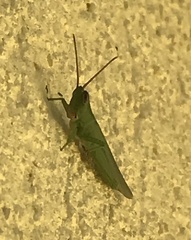 Stenacris vitreipennis