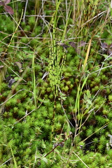 Equisetum palustre