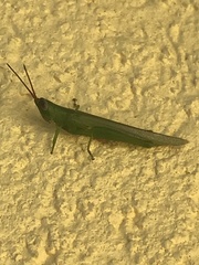 Stenacris vitreipennis