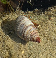Nassarius margaritifer