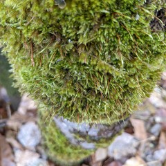 Homalothecium fulgescens