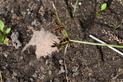 Cyperus sanguinolentus