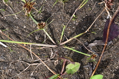 Cyperus sanguinolentus