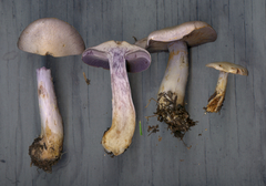 Cortinarius camphoratus