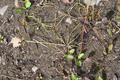 Cyperus sanguinolentus