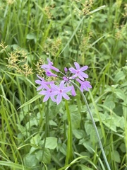 Tulbaghia violacea