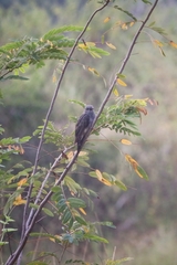 Cacomantis passerinus