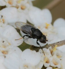 Milichiidae