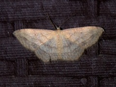 Scopula umbilicata