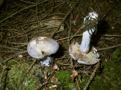 Cortinarius camphoratus