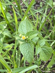 Galinsoga parviflora