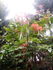 Caesalpinia