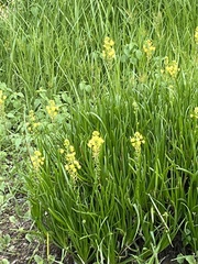 Bulbine abyssinica