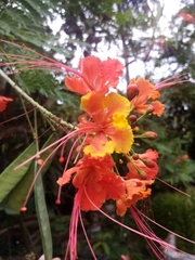 Caesalpinia
