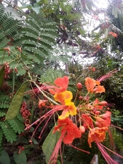 Caesalpinia