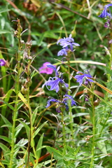 Lobelia sessilifolia