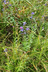 Lobelia sessilifolia