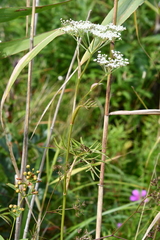 Ostericum maximowiczii