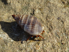 Nassarius margaritifer