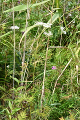Ostericum maximowiczii
